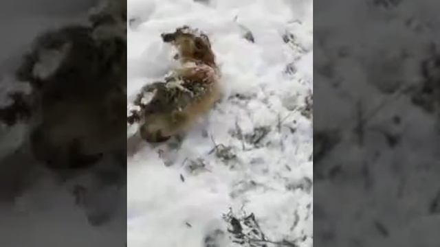 Первая лиса Габоя смотреть онлайн
