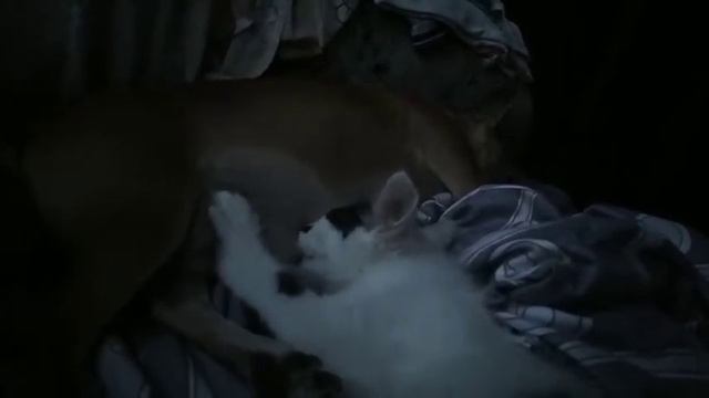 Чихуахуа Сеня кормит котенка Севастополь чужих детей не бывает смотреть онлайн