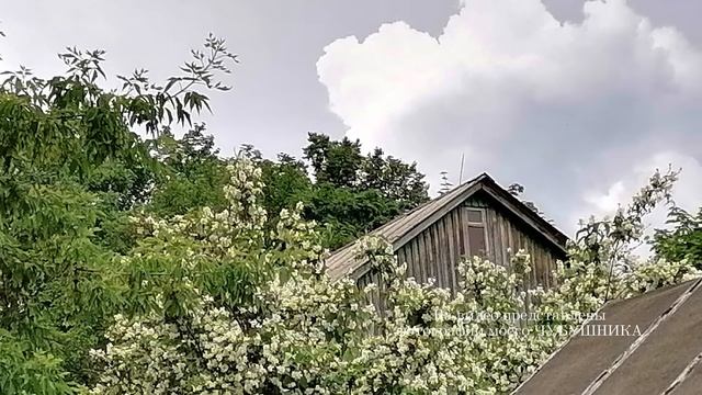 ЧУБУШНИК и ЖАСМИН отличия ?? смотреть онлайн