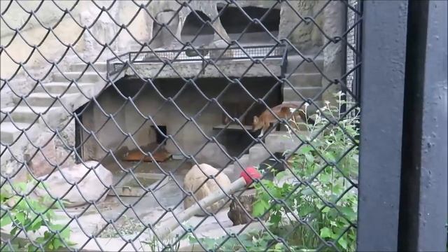 Красный волк и козлы в московском зоопарке смотреть онлайн