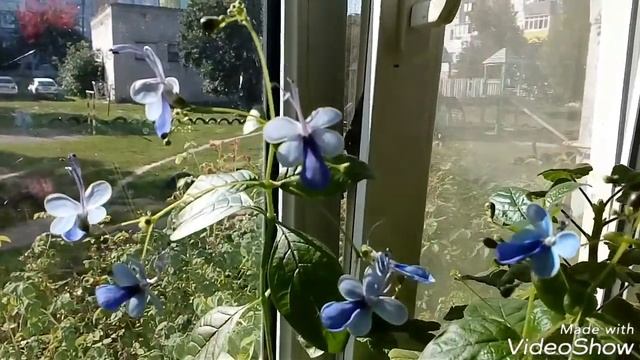 Клеродендрум Угандийский Clerodendrum Ugandense и Дипладения 2017 # домашние цветы# Клеродендрум смотреть онлайн