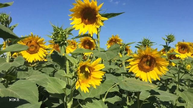 Послушайте Прекрасную Нежную МУЗЫКУ Э. Туниянца, Любуясь Очаровательными Подсолнухами! смотреть онлайн