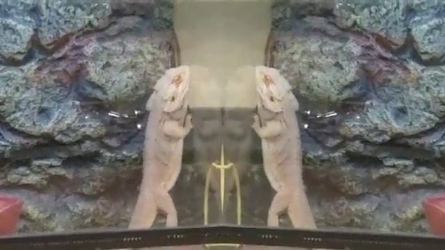 Toothless caught dancing with another lizard. смотреть онлайн