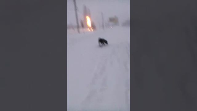 Кане-Корсо смотреть онлайн