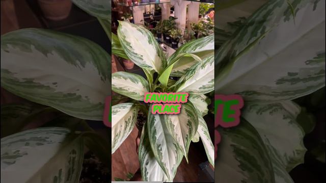 Silver Aglaonema-How To Help Your Aglaonema SHINE! #daintydanis #houseplants смотреть онлайн