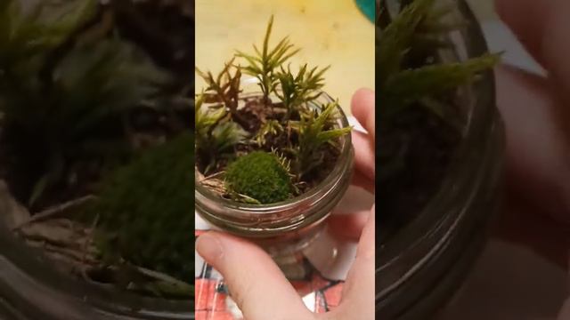 Мини лес смотреть онлайн