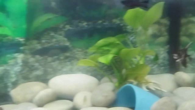 Стоит ли заводить в аквариуме Скалярий смотреть онлайн