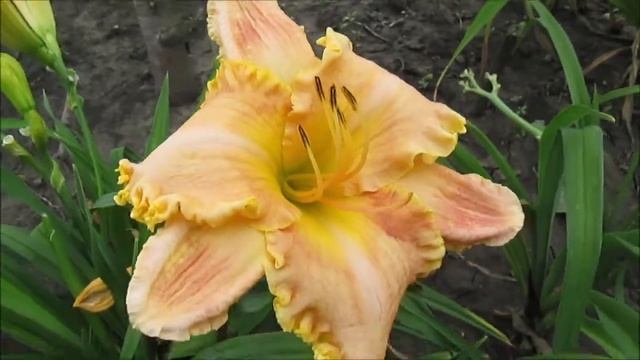 Спейкоаст Фриндж Бенефит смотреть онлайн