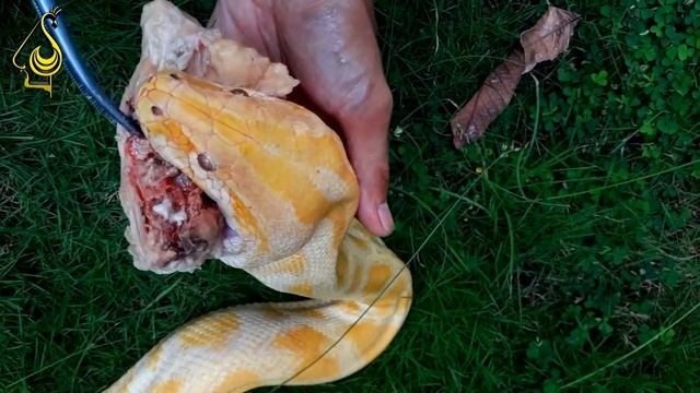 MEMBERI MAKAN PYTHON AlBINO (ULAR CANTIK NAN INDAH DI LINDUNGI) смотреть онлайн
