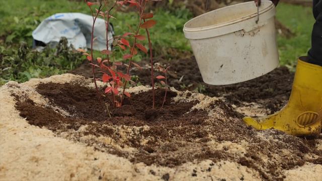 Всё о подкормках голубики.