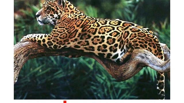 Животные дикие кошки Карточки Гленна Домана Обучение детей английским словам фразам смотреть онлайн