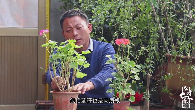 盆栽天竺葵，这种品种最好养，新手养护也能开花不断！【农村养花匠】 смотреть онлайн