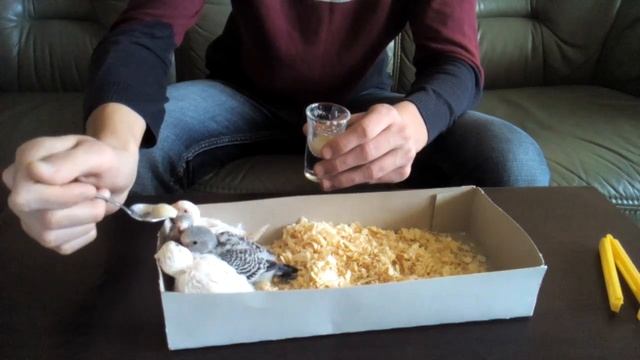 Кормление птенцов волнистых попугаев. Чем выкармливать птенцов волнистых попугаев? смотреть онлайн