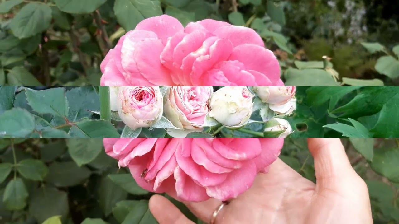 Обзор сада 13-15 августа 2022 смотреть онлайн