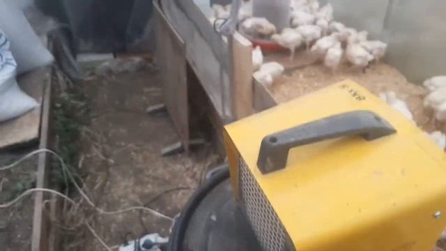 Эксперимент по выращиванию бройлеров в теплице - начало смотреть онлайн