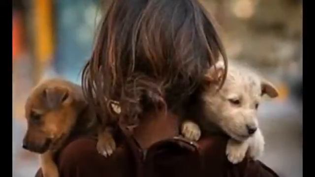 Спасём животных вместе!!! смотреть онлайн