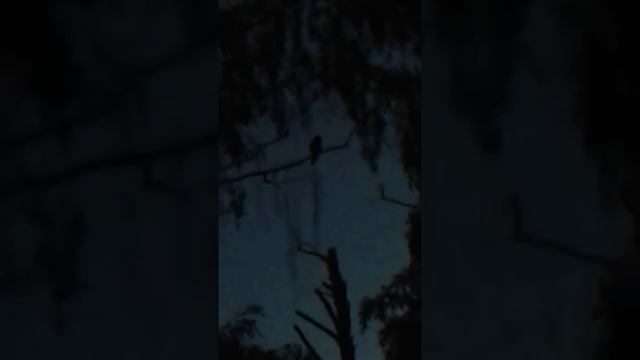 Голос ушастой совы смотреть онлайн