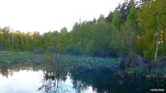 2022/5/13 - Вечерние виды с главной смотровой площадки берега Красного озера-болота. Камышница вдал смотреть онлайн