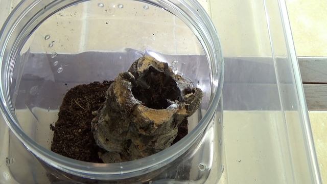 Species Showcase!  Cyriopagopus Sp. Hati Hati