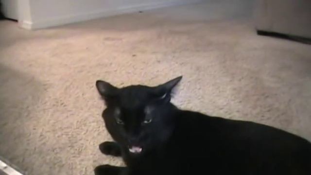 Talking Kitty Cat 17 - Renaming The Dog смотреть онлайн