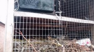 Обзор животных хозяйства "Хорошо живём".