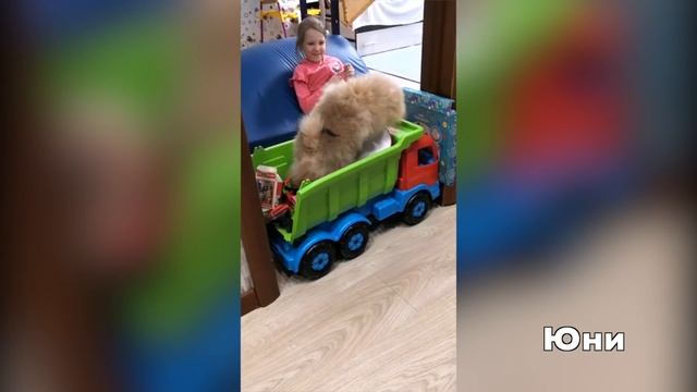 Щенкам шпица 4 месяца. У шпица Юни личный авто. Померанский шпиц Мисс Николь собирает чеки смотреть онлайн