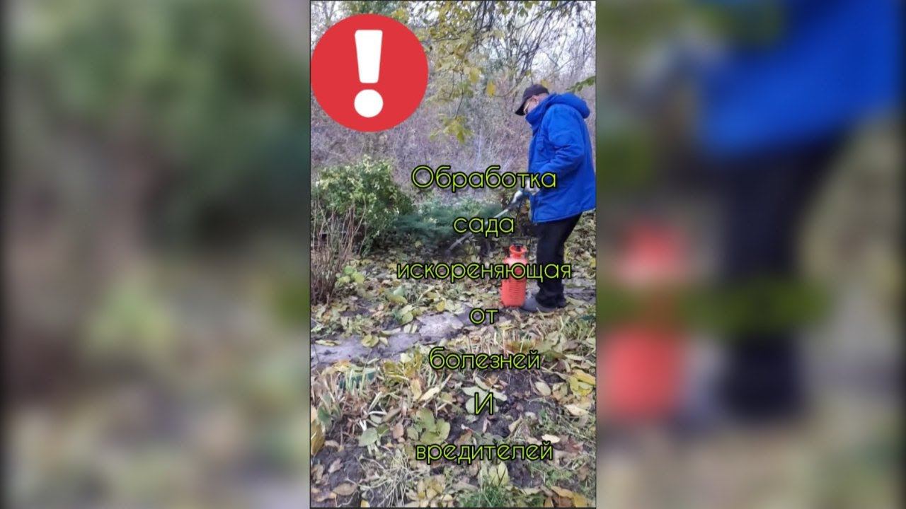 Вредители и болезни наповал. Искореняющая обработка ОСЕНЬЮ сада и огорода. смотреть онлайн