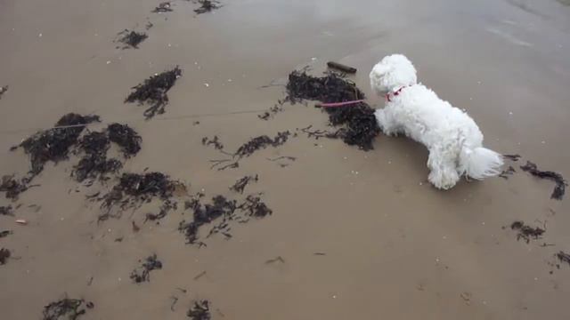 Бишон фризе Габби на Балтийском море в Юрмале смотреть онлайн