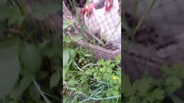 Курица ест рака отшельник |курица ест рака смотреть онлайн