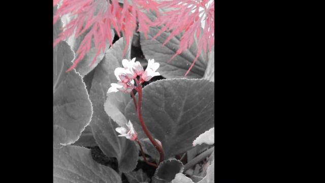 Ryuichi Sakamoto - Merry Christmas Mr. Lawrence ('In The Colourz' photo set) смотреть онлайн