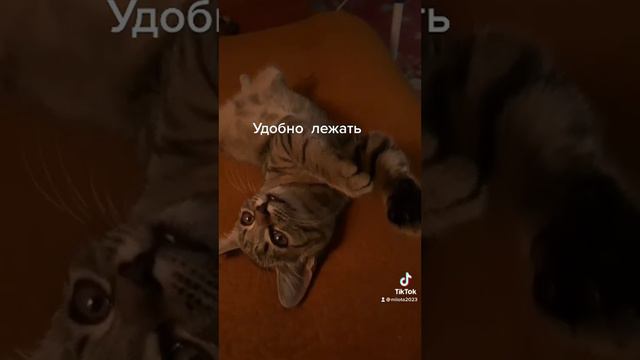 Самая удобная поза во время сна смотреть онлайн