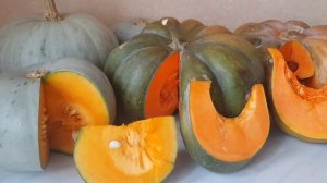 Сорта тыкв. Что купила и что выросло? Семена тыкв  НПО Сады России