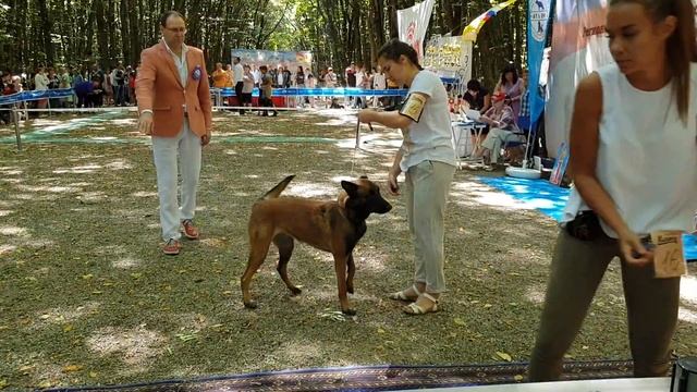 Выставка собак Ставрополь 19.08.2018 часть 2 смотреть онлайн