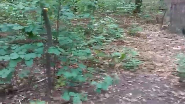 Прогулка в Новосибирском зоопарке Дом Вверх Дном часть третья 2023г смотреть онлайн