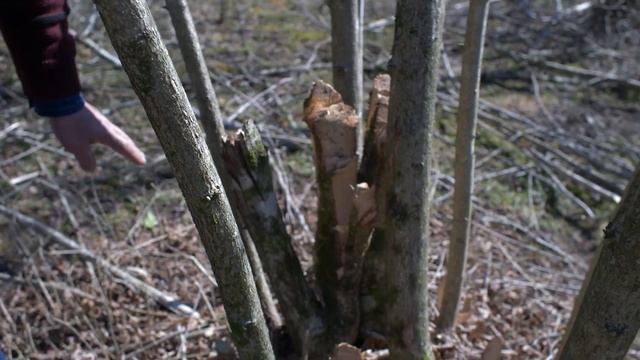 Правильная обрезка кустов в старом орешнике смотреть онлайн