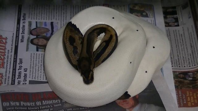 Banana 100% het Pied X Pied Clutch смотреть онлайн