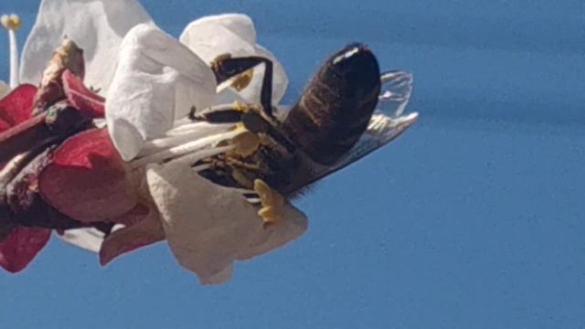 Абрикос цветёт. смотреть онлайн