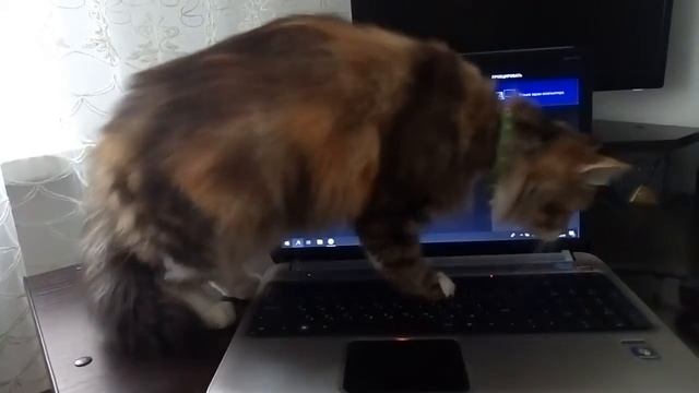 Кошка пытается поймать мышку Мэйн-кун - Маняшка смотреть онлайн