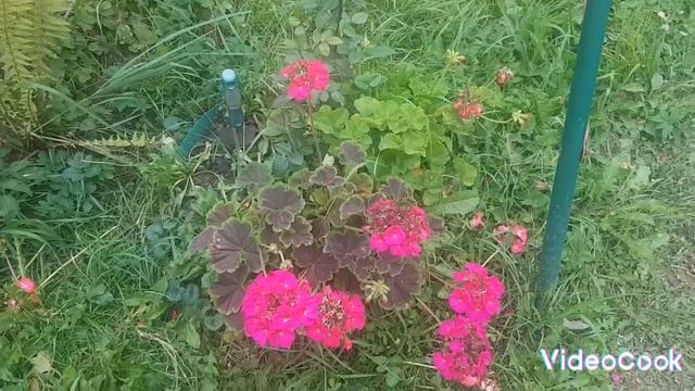 Заношу пеларгонию в дом/какие ещё цветы хочу сохранить до весны смотреть онлайн