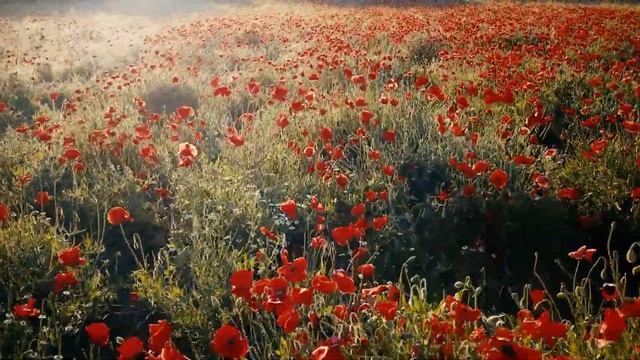 Поле с цветами смотреть онлайн