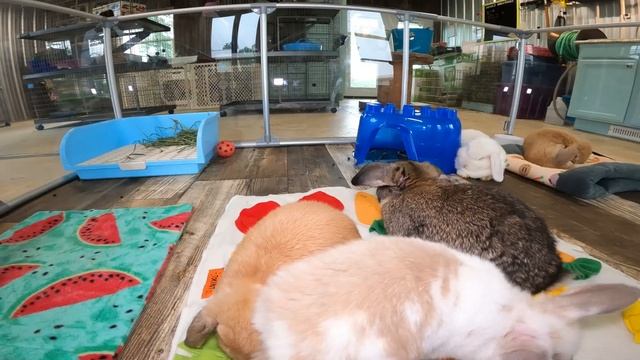 Brushing Baby Bunnies! ? Rabbit Grooming Tips ? смотреть онлайн