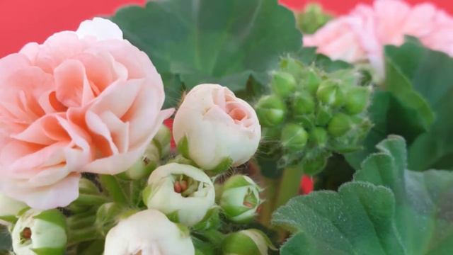 Pelargonijos (Pelargonium)