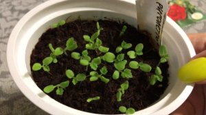 Гравилат выращивание из семян 2020. Всходы ?