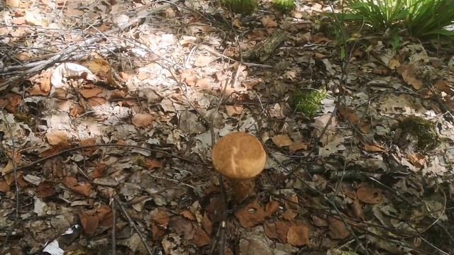 Хутор в Беларуси. И по работал и грибов подсоберал. Жара +30