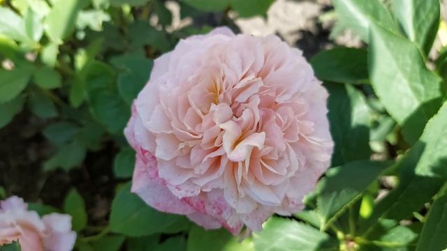 Японские розы. Новинки 2021 смотреть онлайн