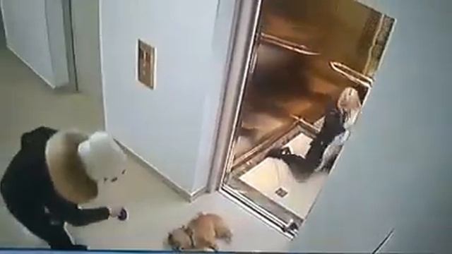 Собачьи бои смотреть онлайн