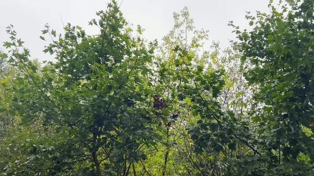 "Это из-за тебя у сына детей не было. Новая жена ему сразу родила." Глумилась бывшая свекровь. смотреть онлайн