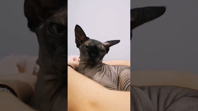 Зачем кошке подушечки на лапках?? тгк: ?Мадам Дымка? #кошка #котики #сфинкс смотреть онлайн