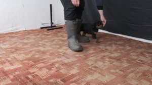 Дрессировка щенка ротвейлера 2 месяца. Сидеть, стоять, лежать, начальный вариант.