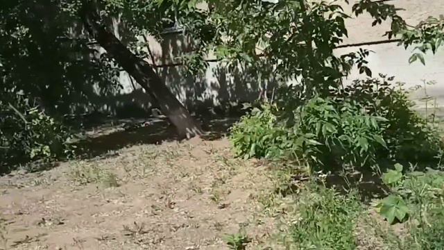 Поход в гараж_  Иду домой_ Мимо посадок